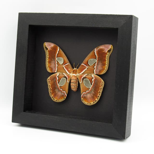 Real Saturn moth framed taxidermy - Rothschildia lebeau forbesi - large female
