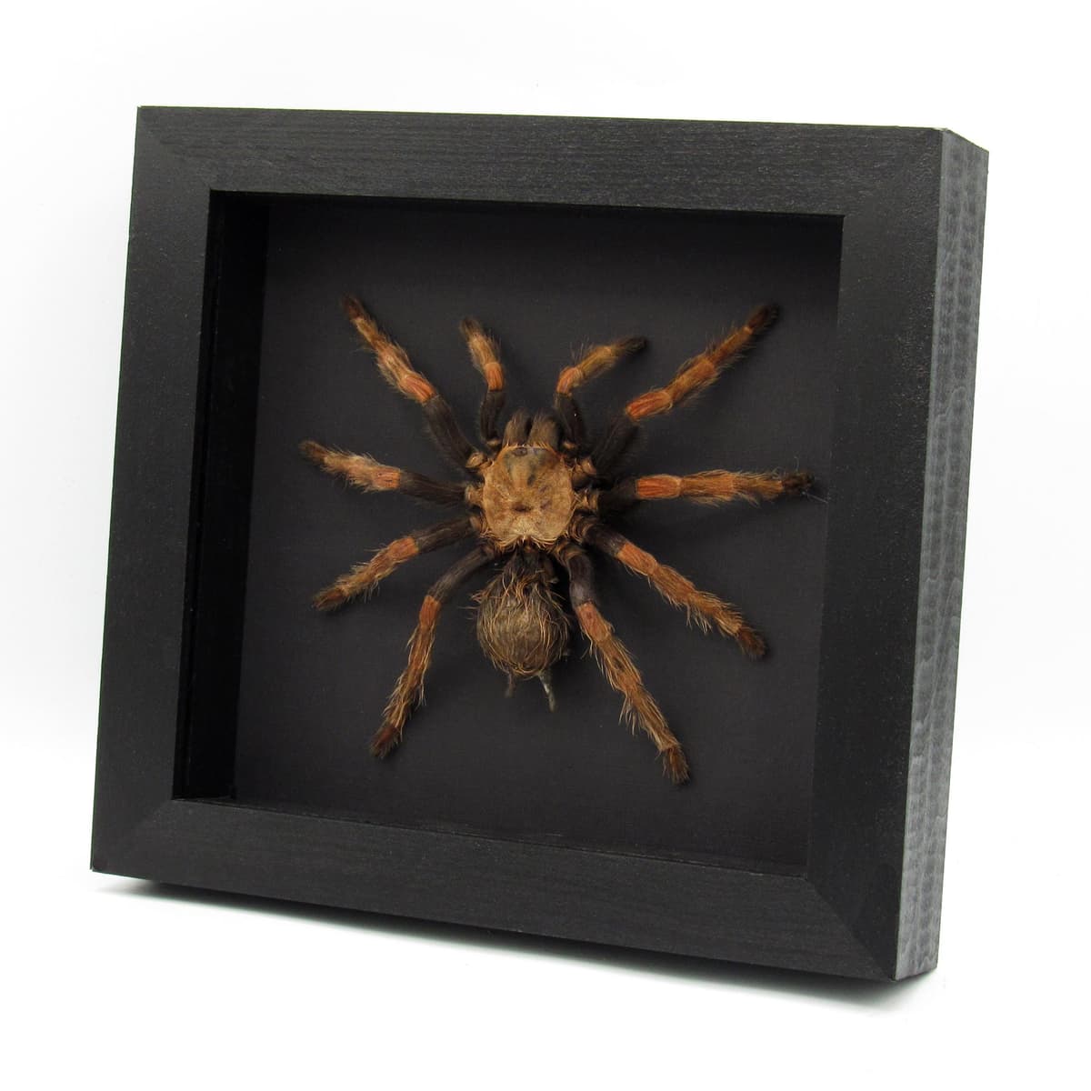 Very large rare Mexican Pink Tarantula framed - Brachypelma klaasi