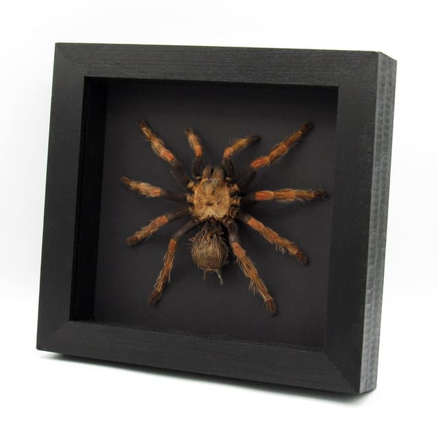 Very large rare Mexican Pink Tarantula framed - Brachypelma klaasi
