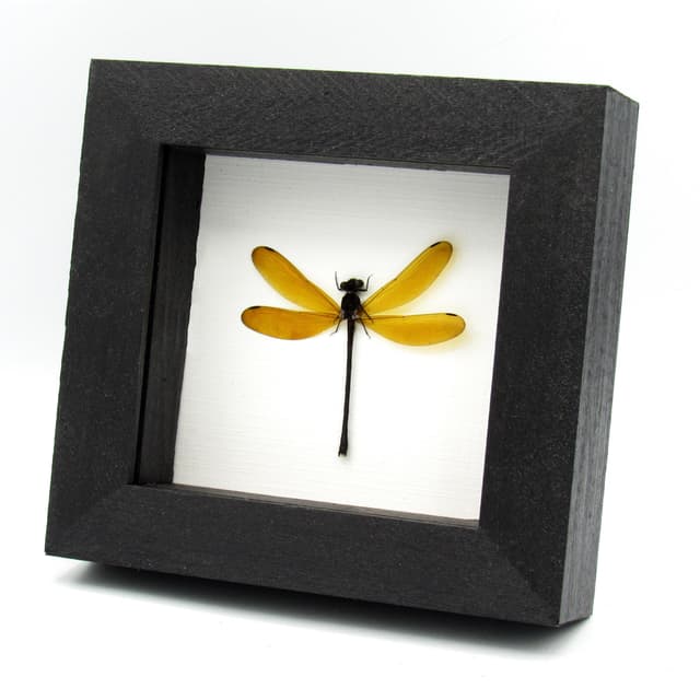 Real Dragonfly framed taxidermy - Euphaea lara