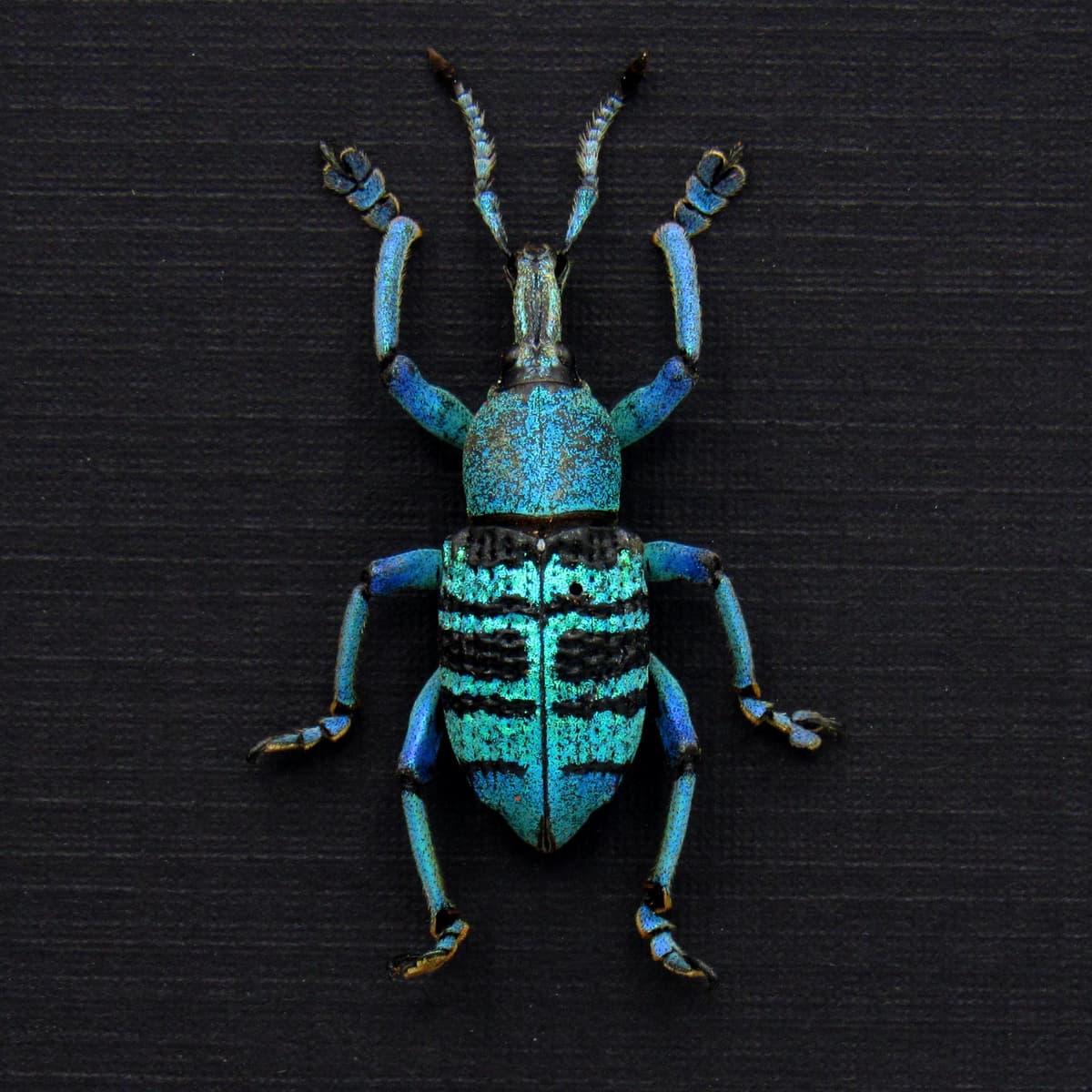 Rare blue weevil framed taxidermy - Eupholus bortolussii