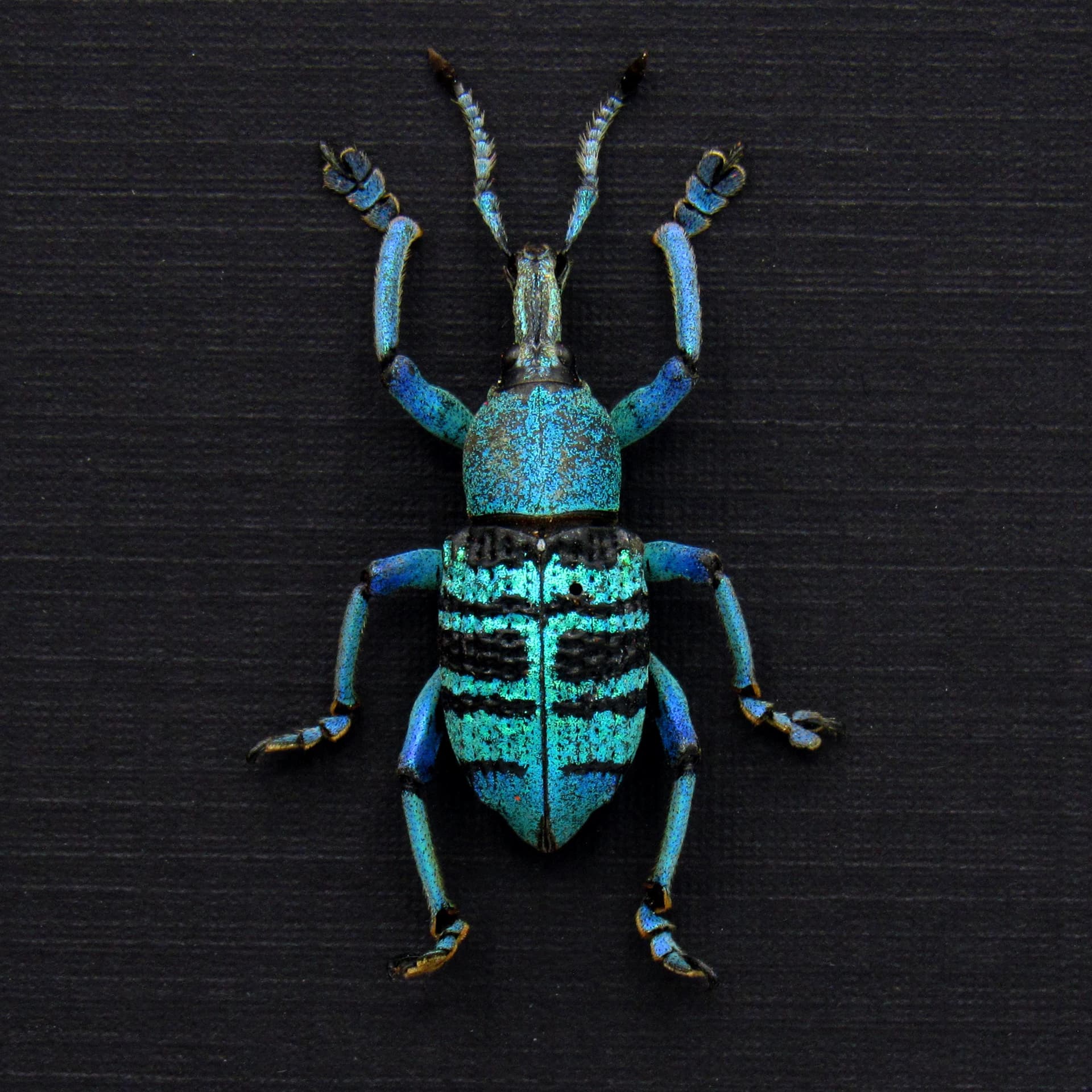 Rare blue weevil framed taxidermy - Eupholus bortolussii