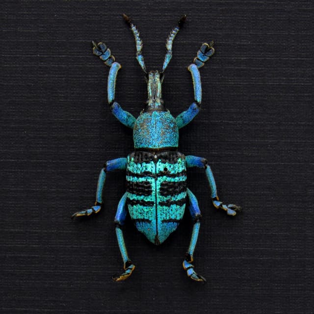 Rare blue weevil framed taxidermy - Eupholus bortolussii