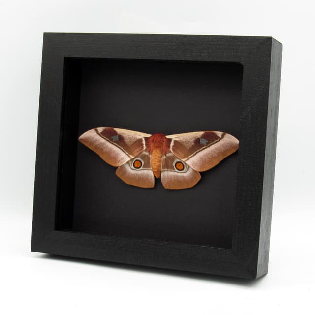 Real Pink African Emperor moth framed taxidermy - Bunaea alcinoe - female - Victorian mount