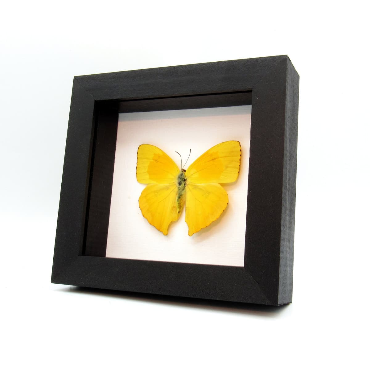Real yellow Sulphur butterfly framed taxidermy - Phoebis rurina