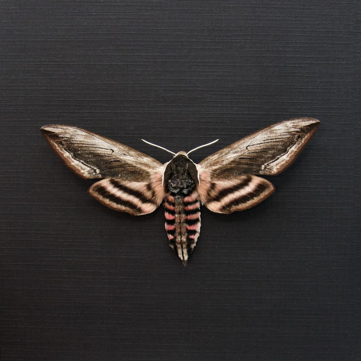 Real pink Privet Hawk Moth framed taxidermy - Sphinx ligustri - large female