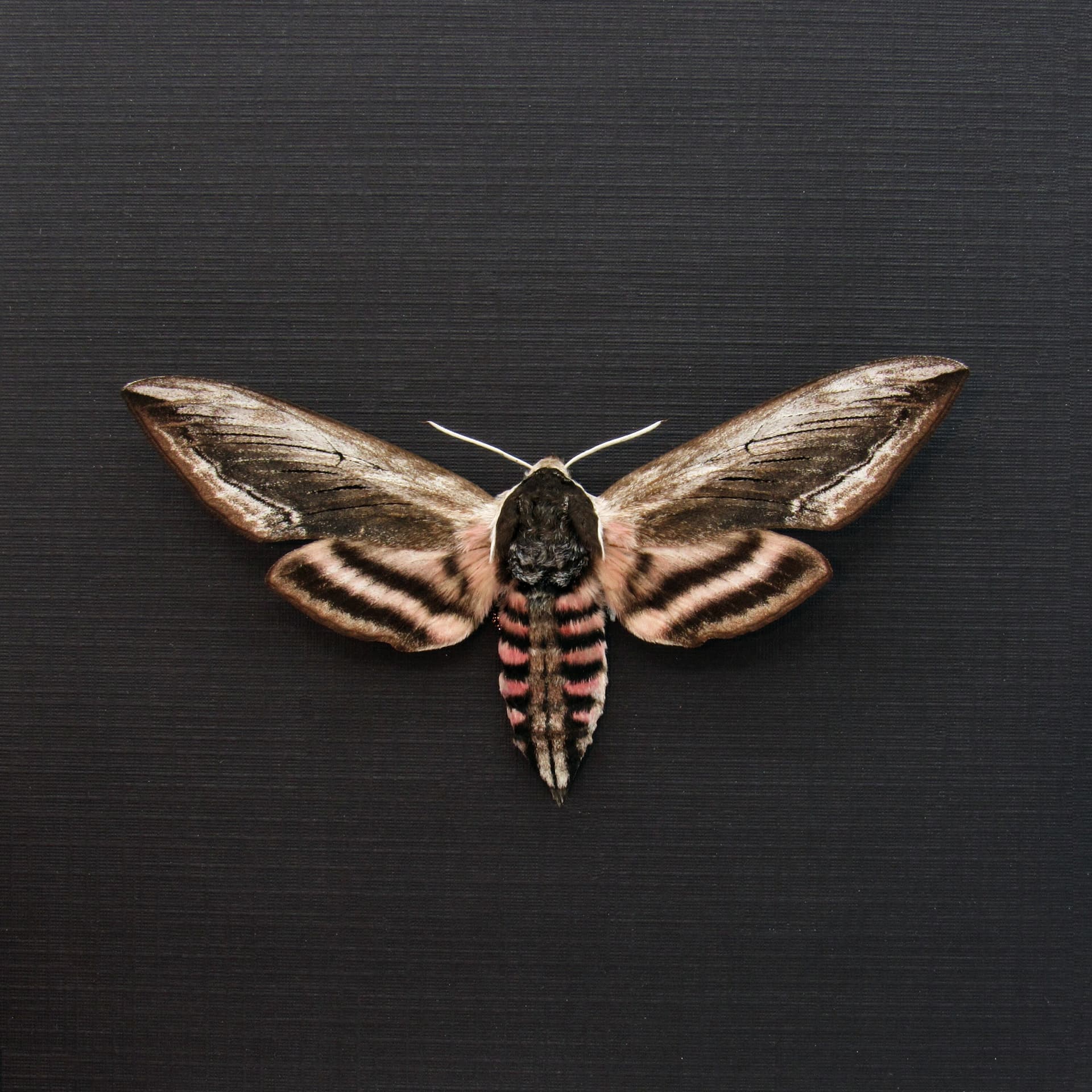 Real pink Privet Hawk Moth framed taxidermy - Sphinx ligustri - large female