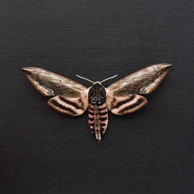 Real pink Privet Hawk Moth framed taxidermy - Sphinx ligustri - large female