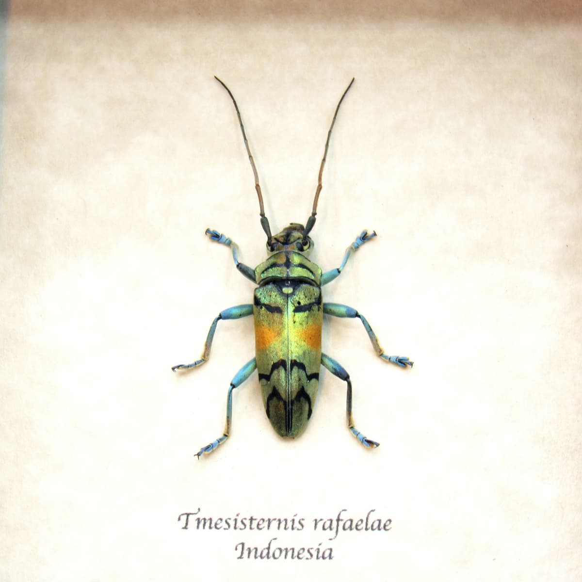 Real framed beetle taxidermy - Tmesisternis rafaelae - large female