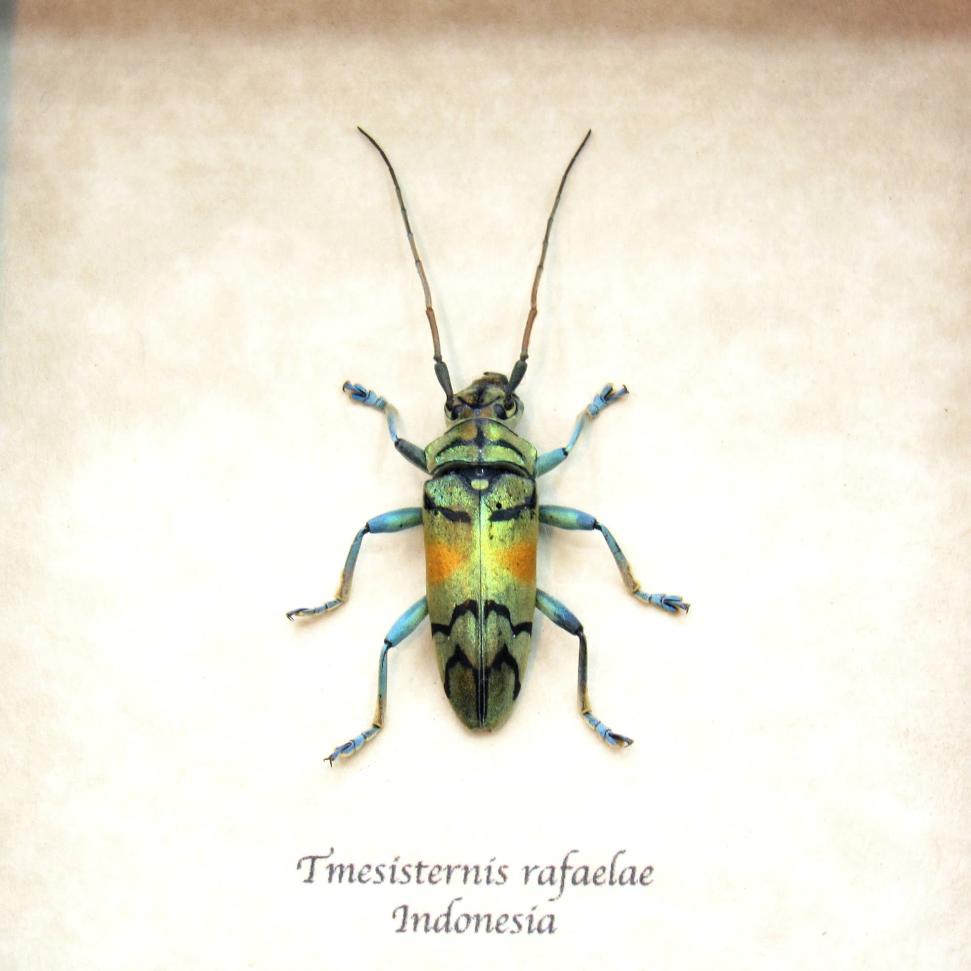 Real framed beetle taxidermy - Tmesisternis rafaelae - large female