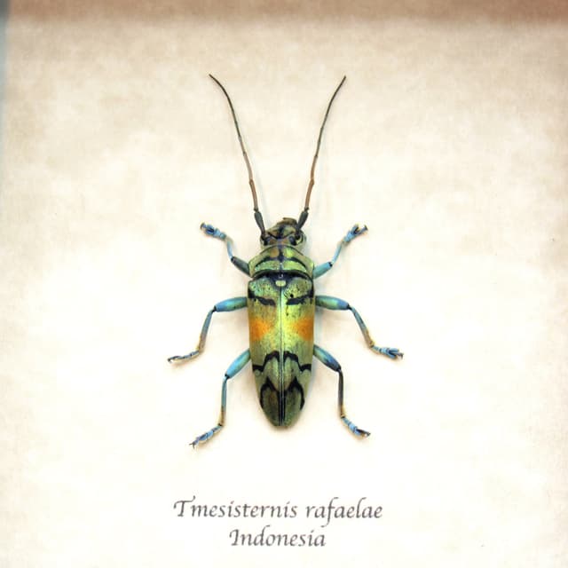 Real framed beetle taxidermy - Tmesisternis rafaelae - large female