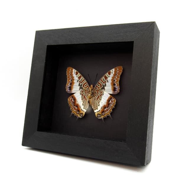 Real White-barred Emperor butterfly framed taxidermy - Charaxes brutus - large female