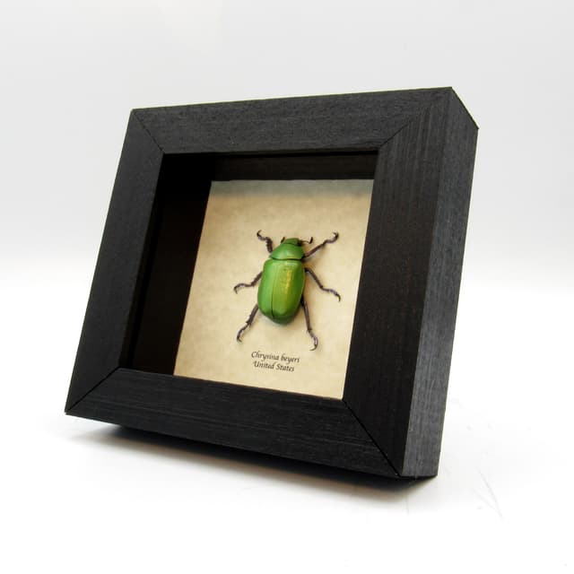 Large Jewel Scarab beetle framed taxidermy - Chrysina beyeri