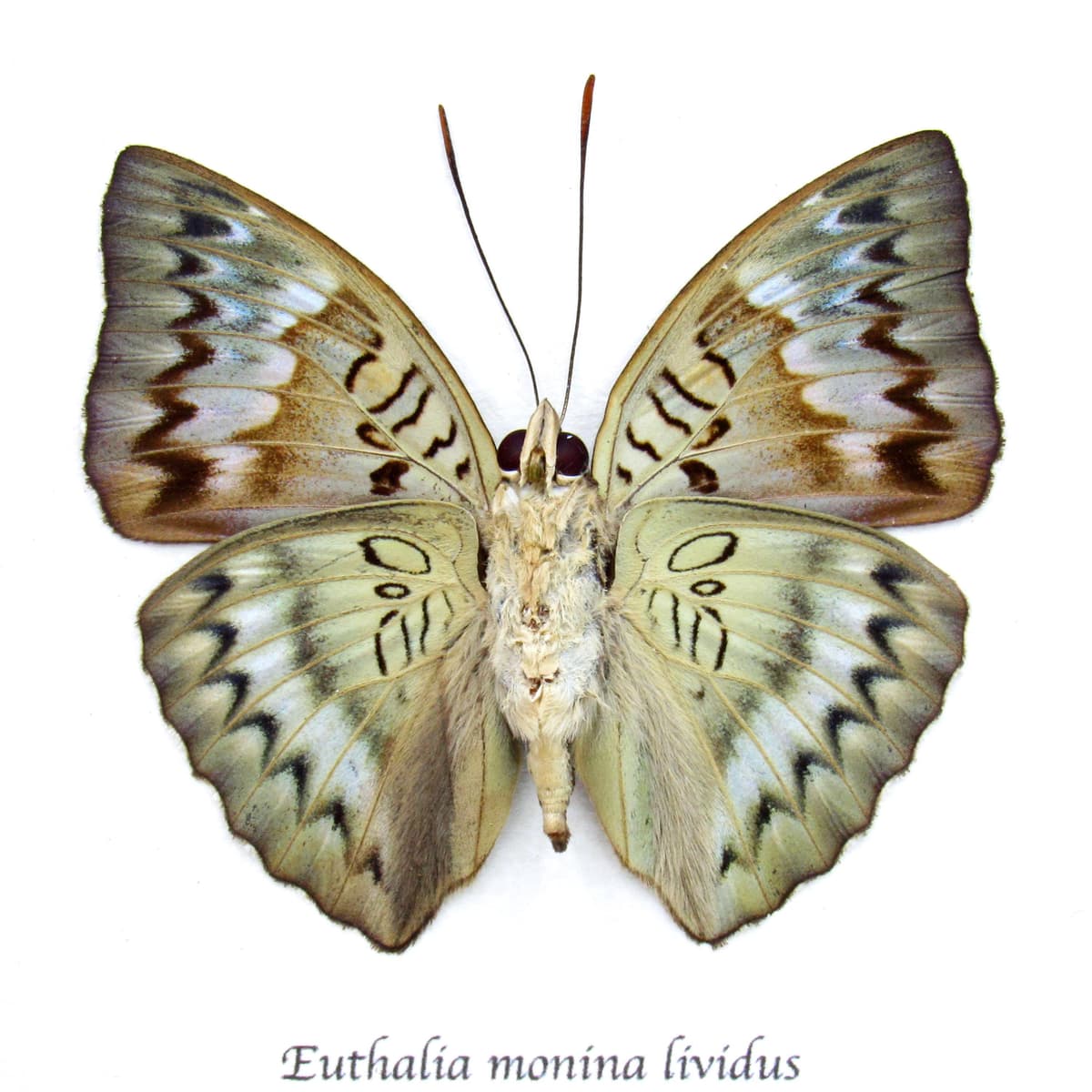 Rare Malay Baron butterfly framed taxidermy - Euthalia monina lividus