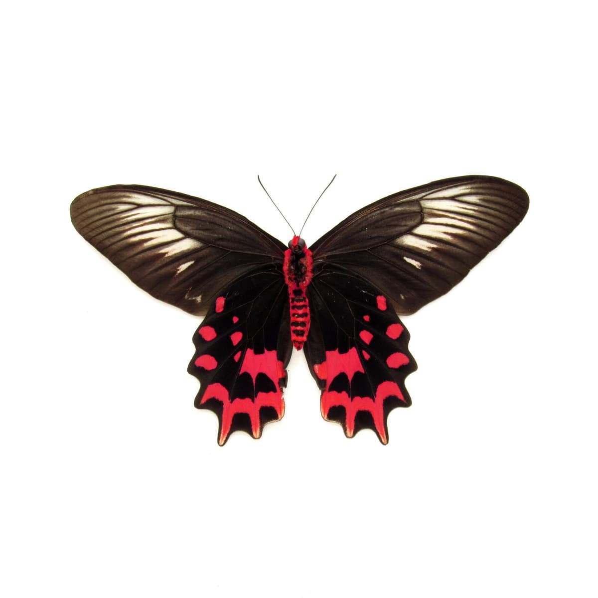 Real Vampire butterfly framed taxidermy - Atrophaneura semperi albofasciata - female - Victorian mount
