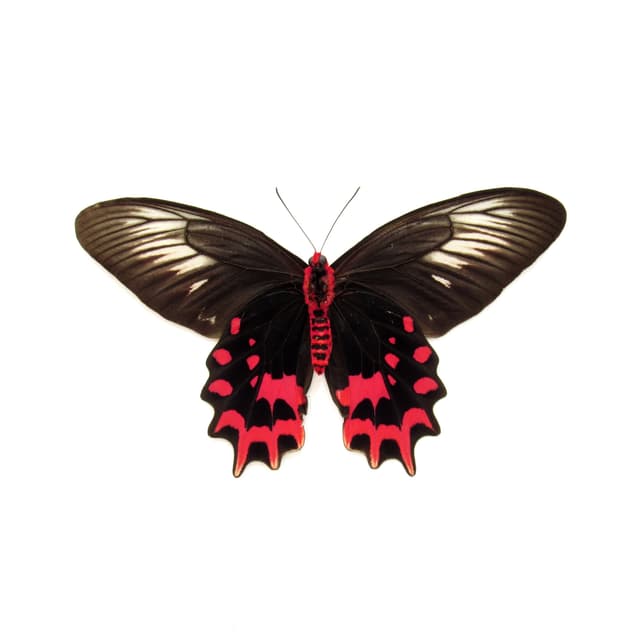 Real Vampire butterfly framed taxidermy - Atrophaneura semperi albofasciata - female - Victorian mount