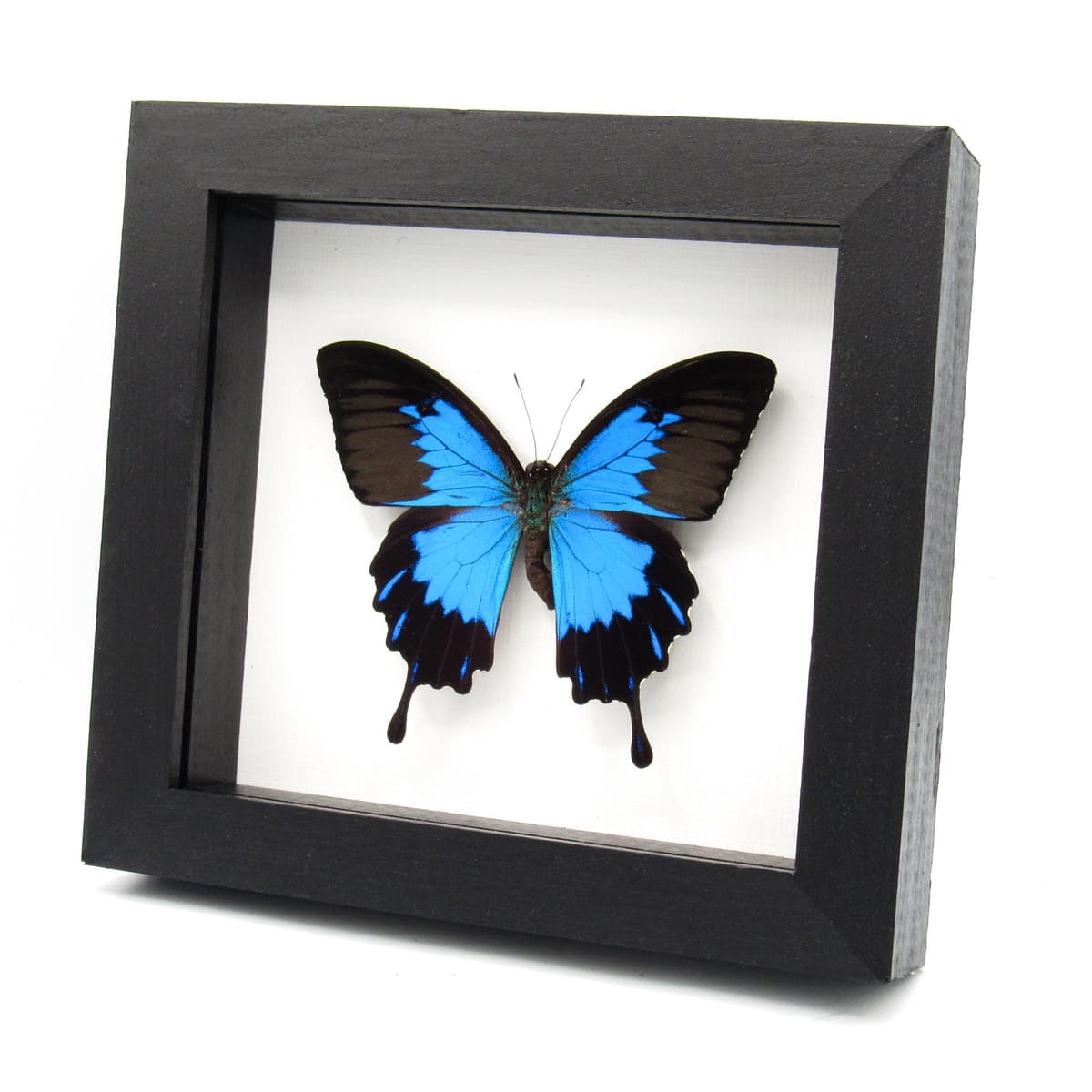 Real metallic blue butterfly framed taxidermy - Papilio ulysses telegonus