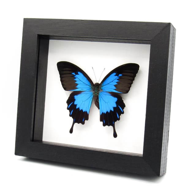 Real metallic blue butterfly framed taxidermy - Papilio ulysses telegonus