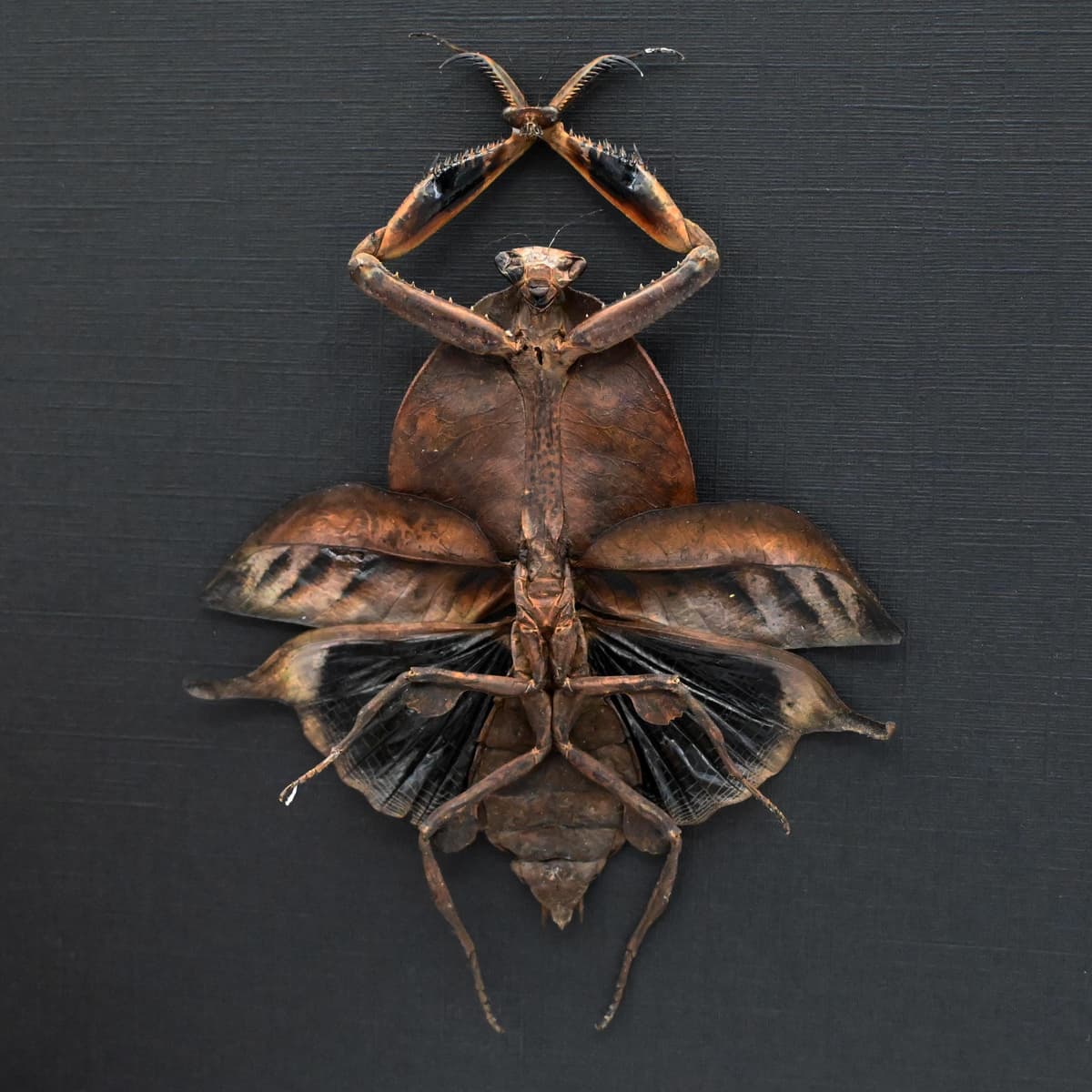 Real Leaf Mantis Displaying the Severed Head of her Lover in Triumph