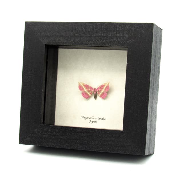 Rare pink Erebid moth framed specimen - Naganoella triandra