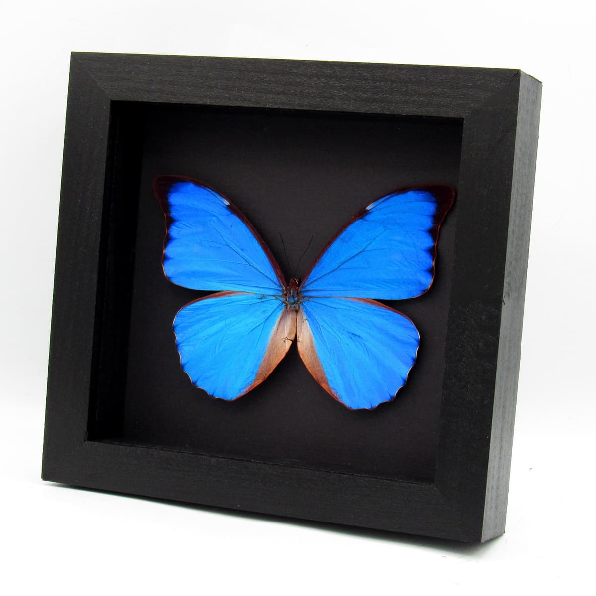 Rare metallic blue Anaxibia Morpho butterfly framed taxidermy - Morpho anaxibia
