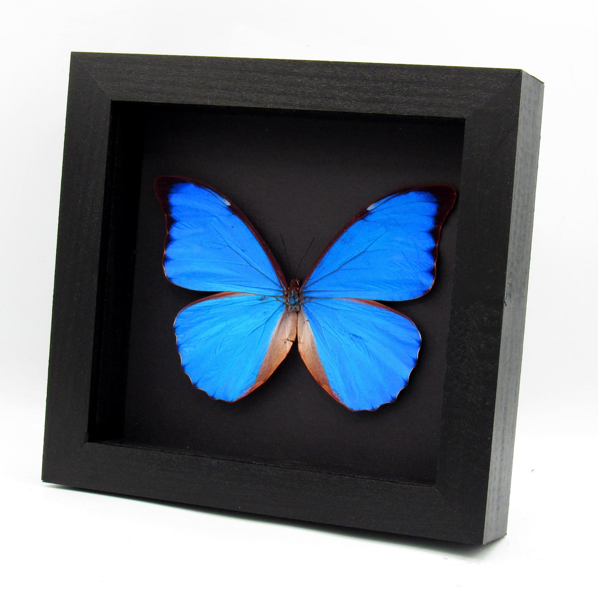 Rare metallic blue Anaxibia Morpho butterfly framed taxidermy - Morpho anaxibia