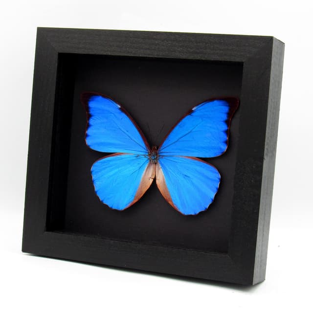 Rare metallic blue Anaxibia Morpho butterfly framed taxidermy - Morpho anaxibia