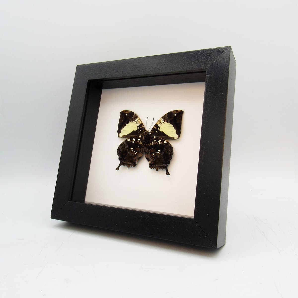 Real metallic butterfly framed taxidermy - Hypna clytemnestra
