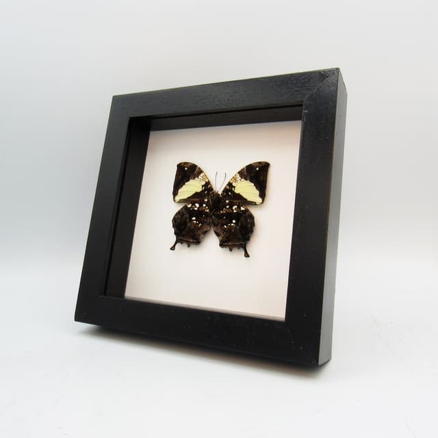 Real metallic butterfly framed taxidermy - Hypna clytemnestra