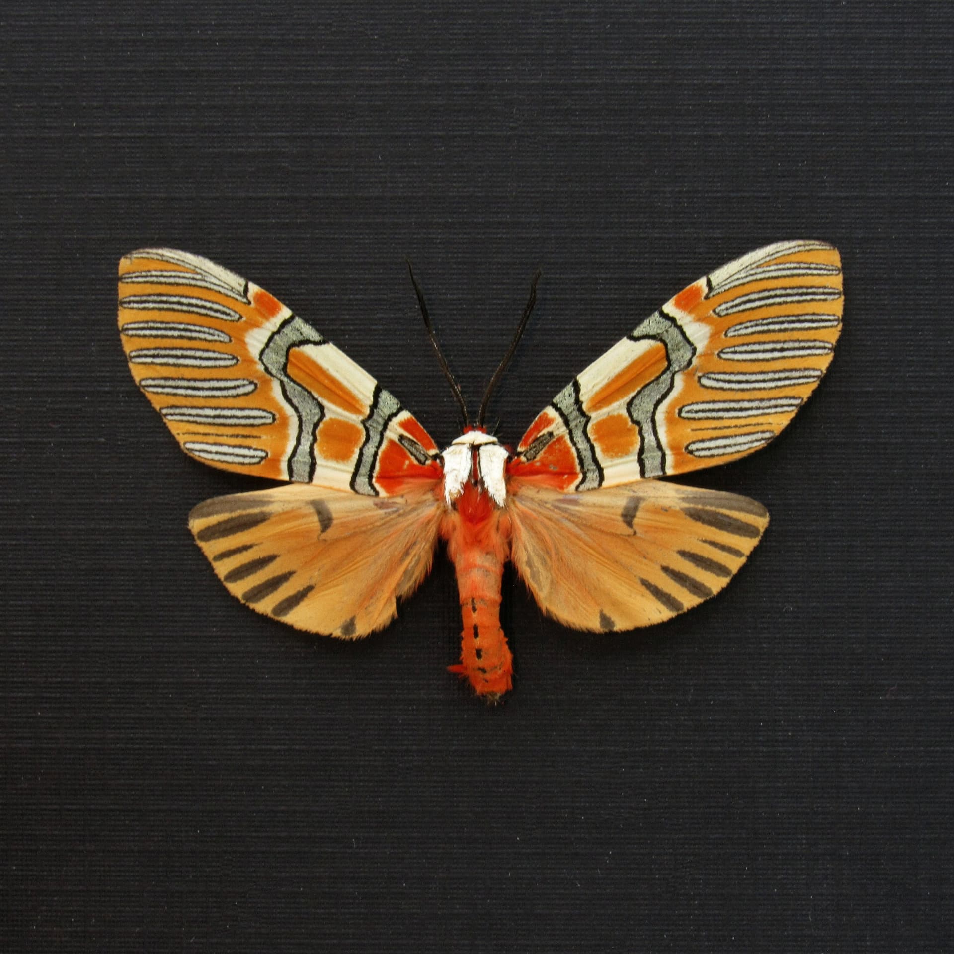 Rare Decorated Beauty moth framed taxidermy - Anaxita decorata