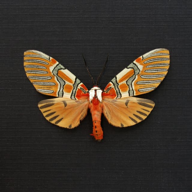 Rare Decorated Beauty moth framed taxidermy - Anaxita decorata