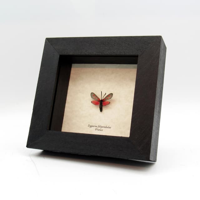 Real tiny red Six Spot Burnet moth framed taxidermy - Zygaena filipendulae