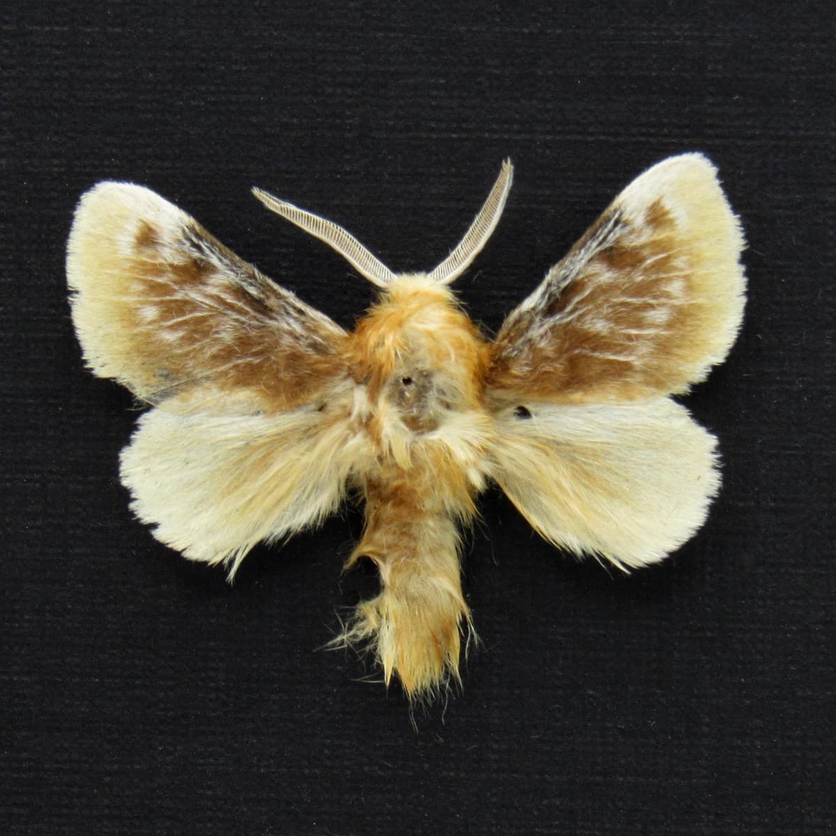 Real tiny Southern Flannel moth framed taxidermy - Megalopyge opercularis