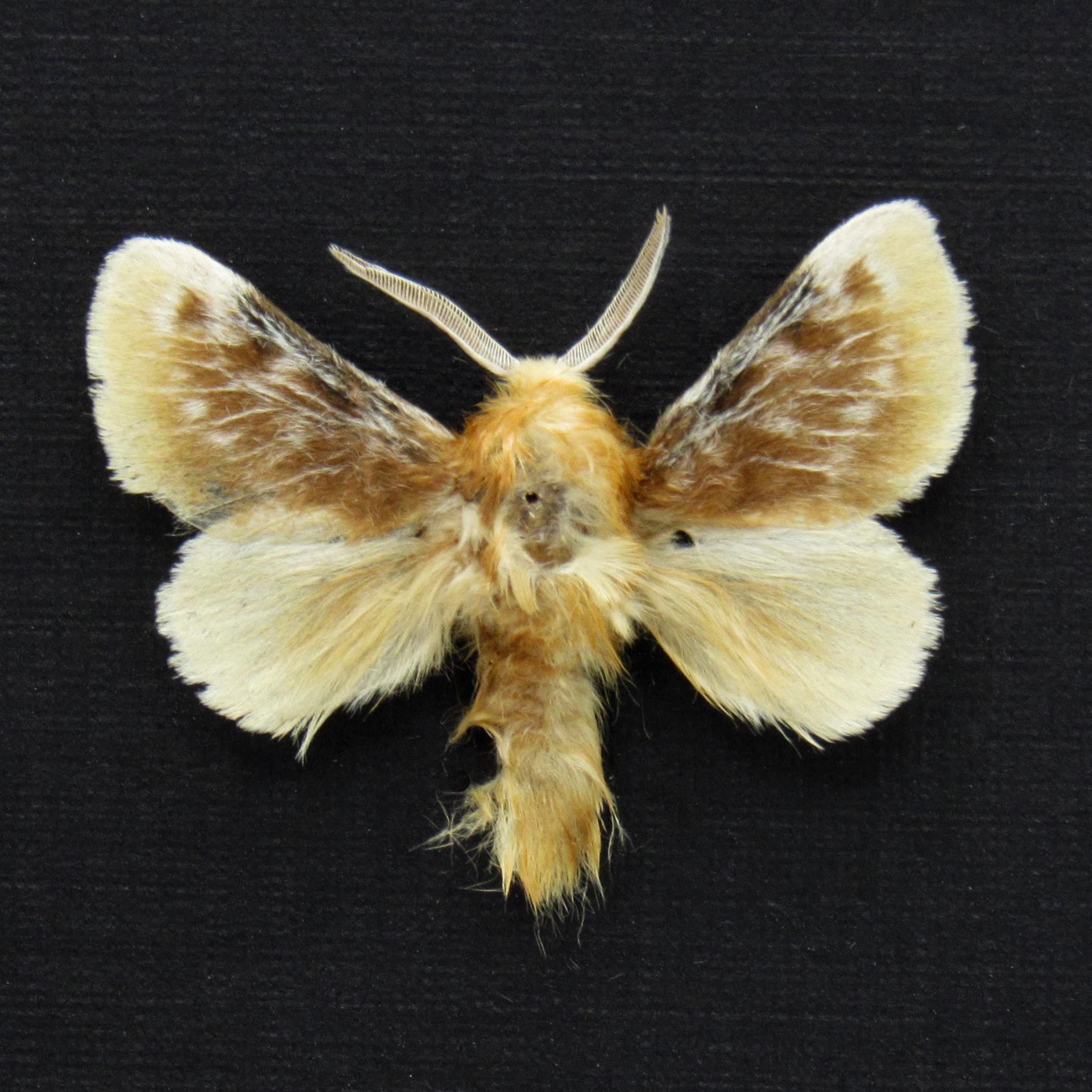 Real tiny Southern Flannel moth framed taxidermy - Megalopyge opercularis