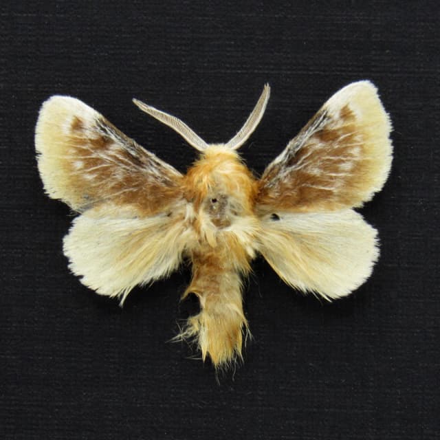 Real tiny Southern Flannel moth framed taxidermy - Megalopyge opercularis