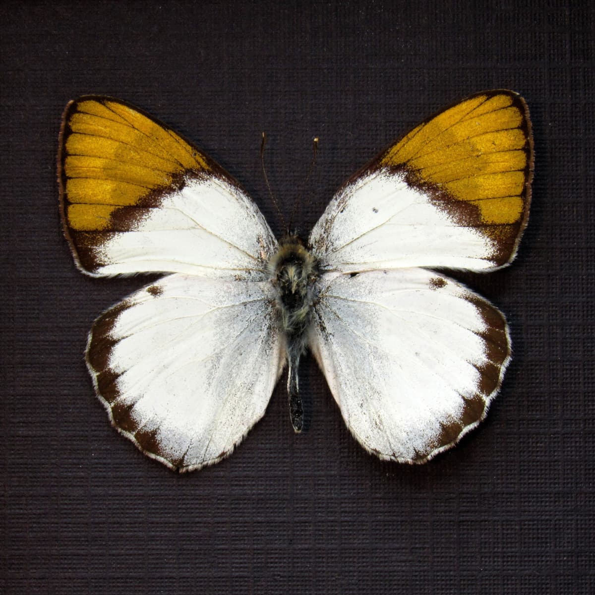 Real Golden Tip butterfly framed taxidermy - Colotis hildebrandtii