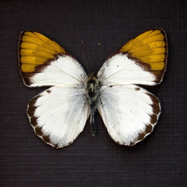 Real Golden Tip butterfly framed taxidermy - Colotis hildebrandtii