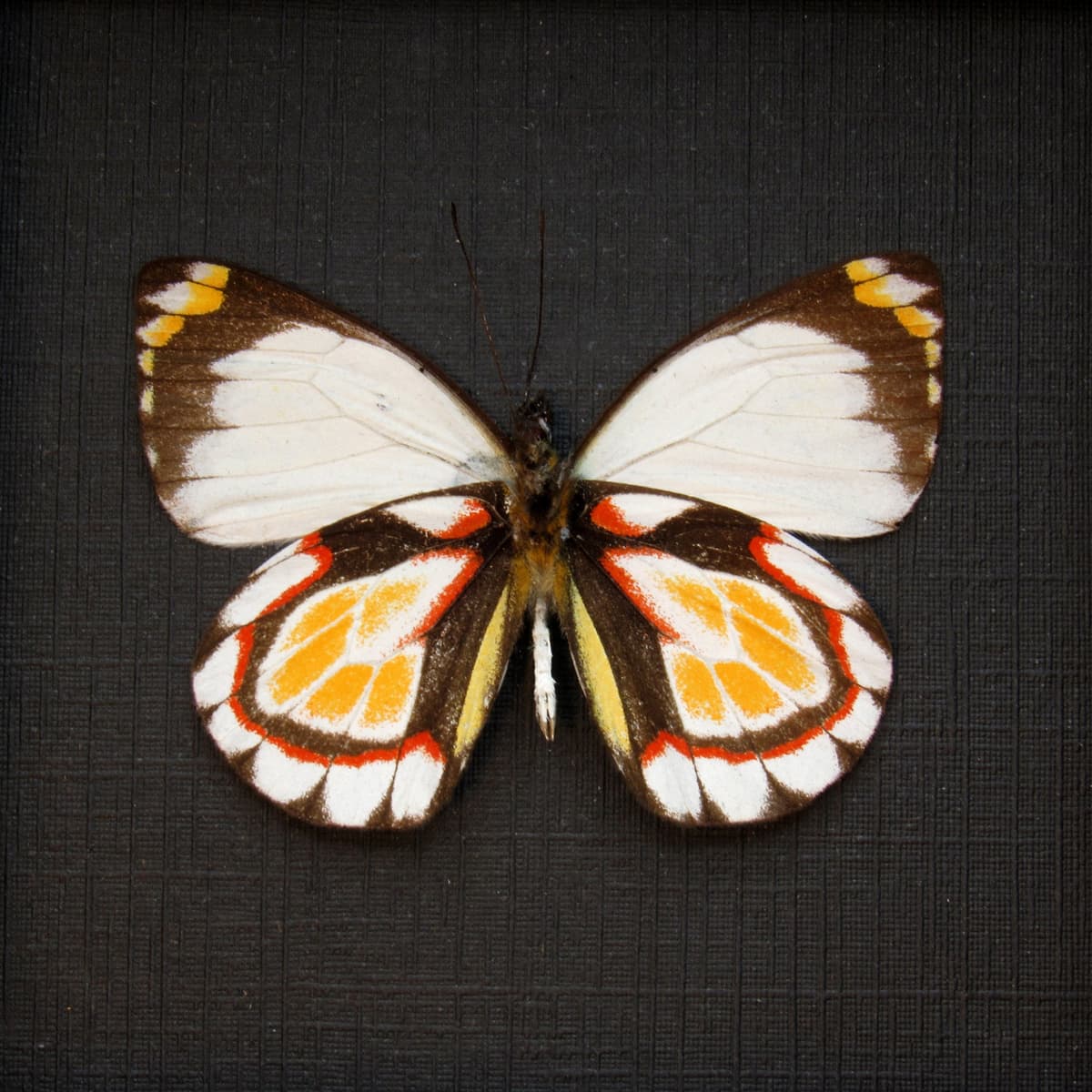 Rare Delias butterfly framed taxidermy - Delias flavistriga