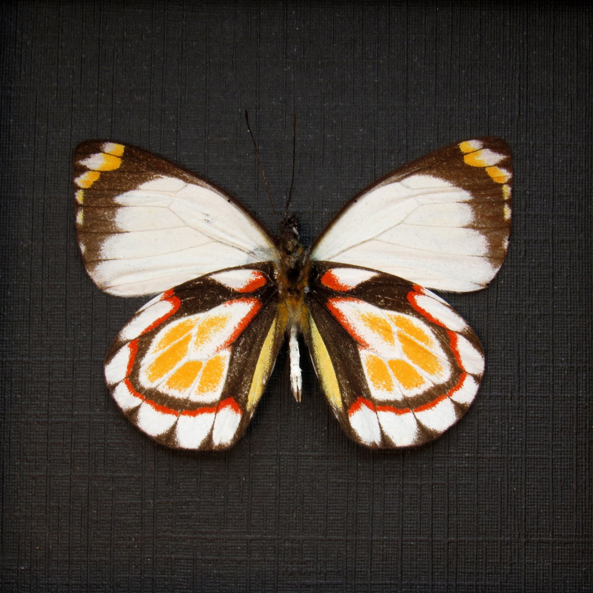 Rare Delias butterfly framed taxidermy - Delias flavistriga