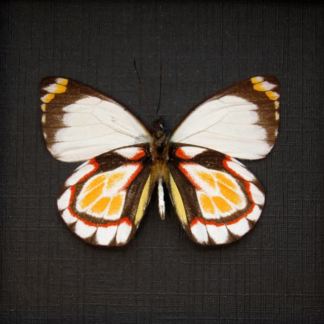 Rare Delias butterfly framed taxidermy - Delias flavistriga