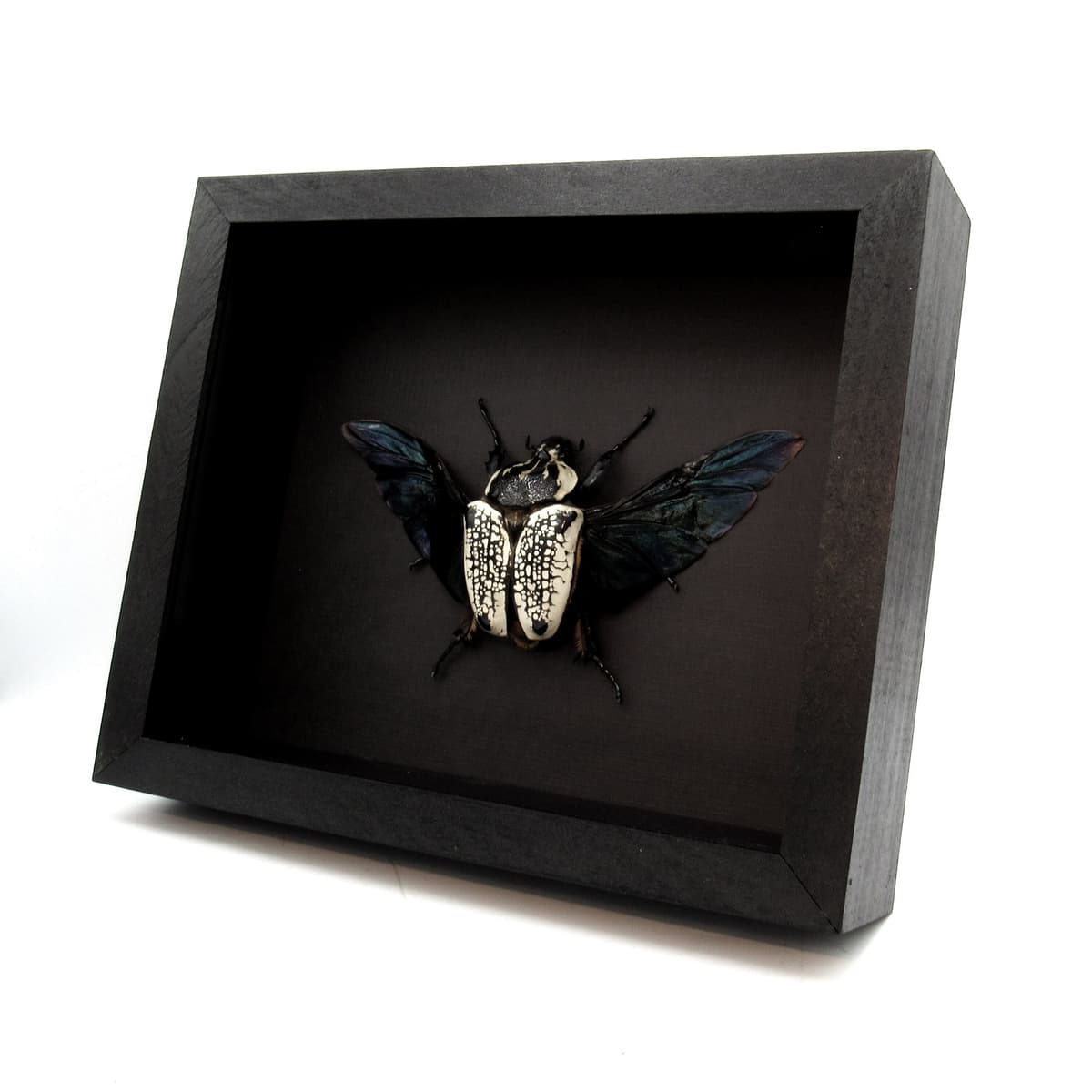 Real Giant Flower Beetle framed taxidermy - Goliathus orientalis - XL female