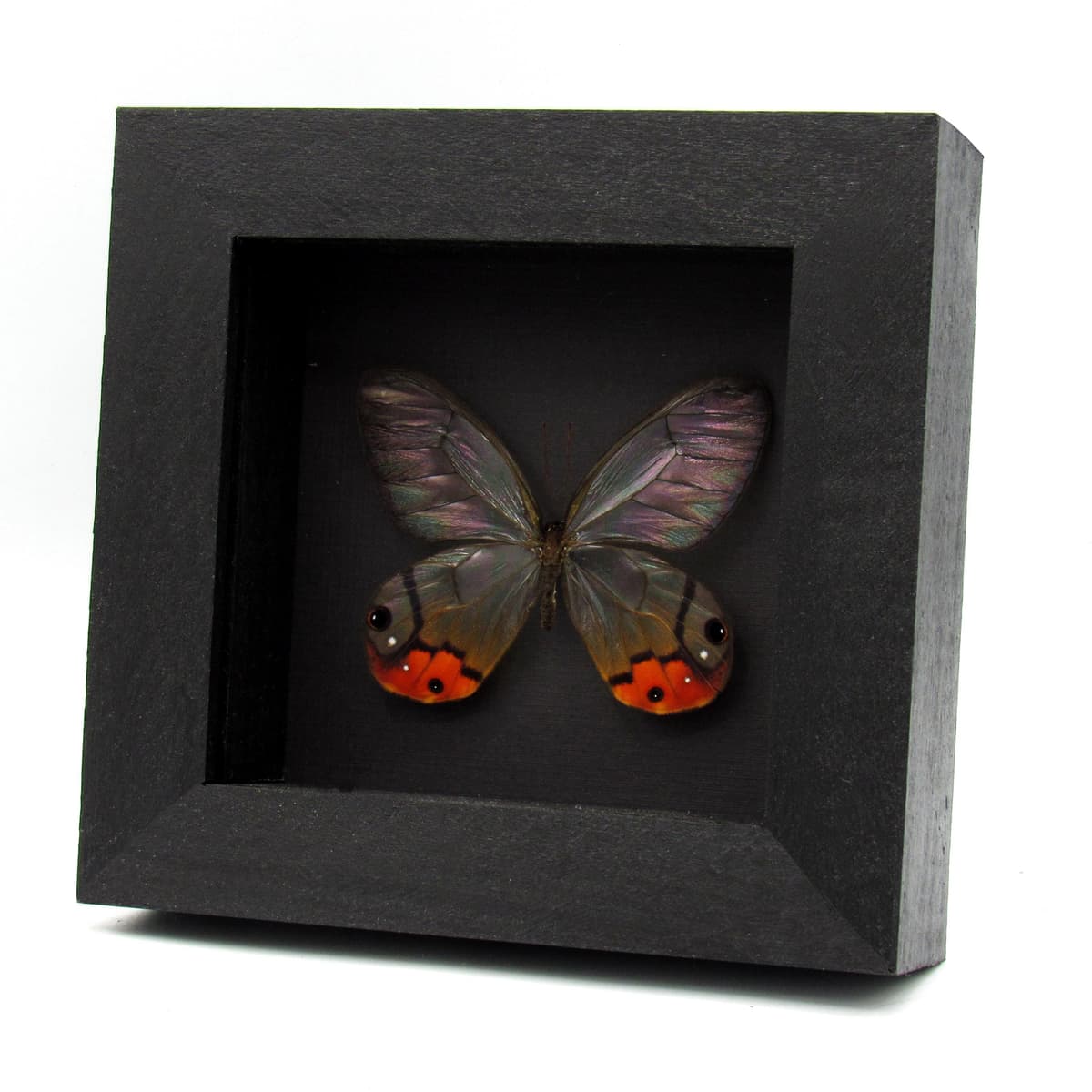 Rare large orange Glass Wing butterfly framed taxidermy - Haetera piera sanguinolenta - female