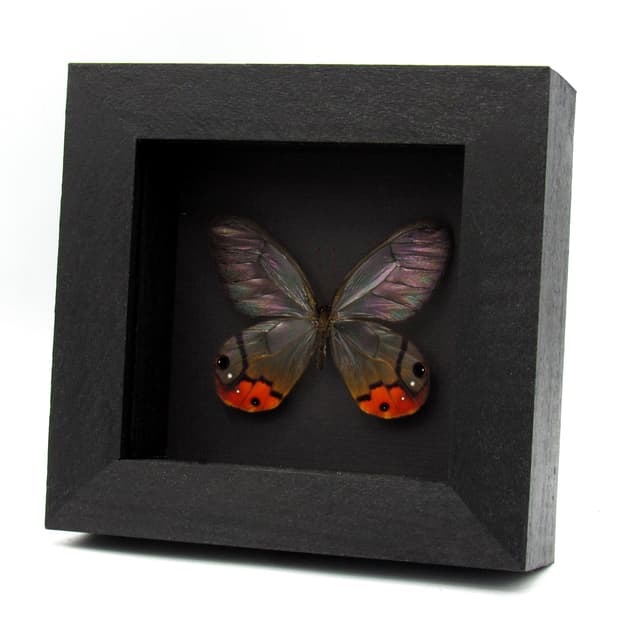 Rare large orange Glass Wing butterfly framed taxidermy - Haetera piera sanguinolenta - female