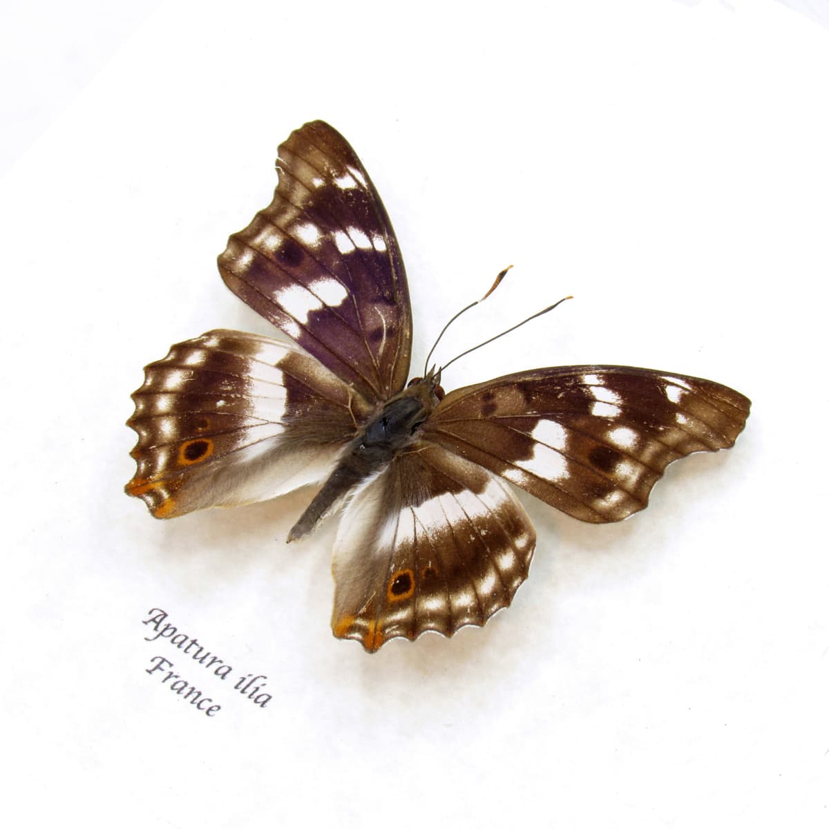Real Lesser Purple Emperor butterfly framed taxidermy - Apatura ilia