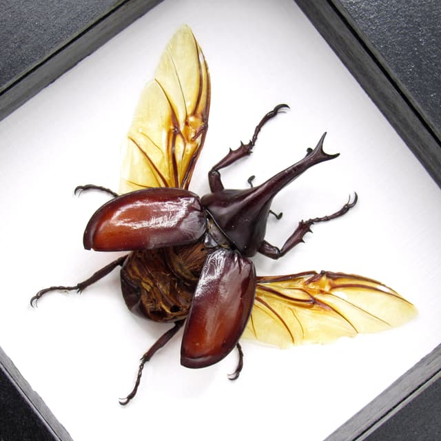 Real Rhinoceros beetle framed taxidermy - Xylotrupes gideon