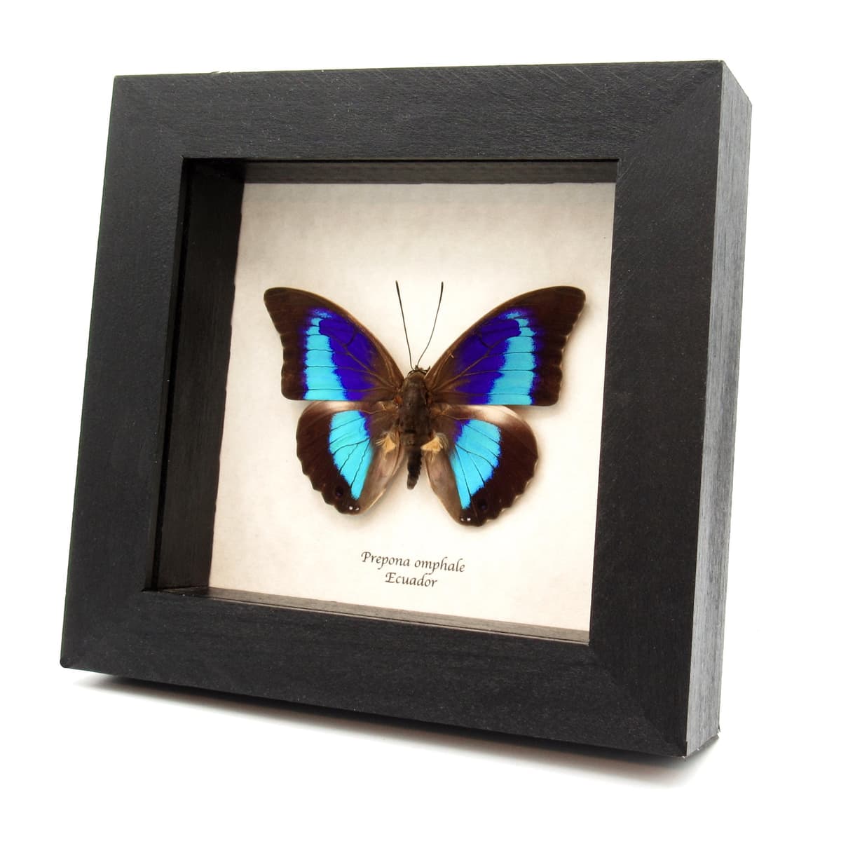 Rare blue and purple Brush-footed butterfly framed taxidermy - Prepona omphale