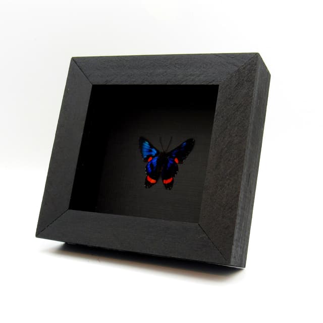 Real metallic blue Metalmark butterfly framed - Ancyluris colubra