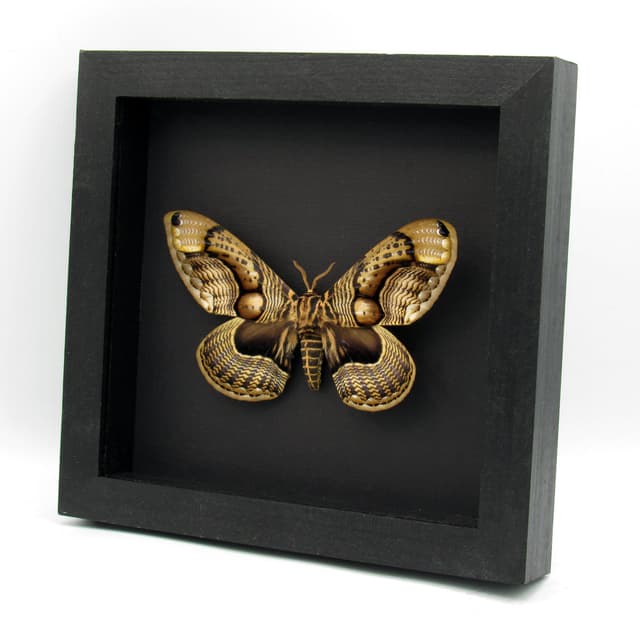 Large Brahmin moth framed taxidermy - Brahmaea wallichii - female