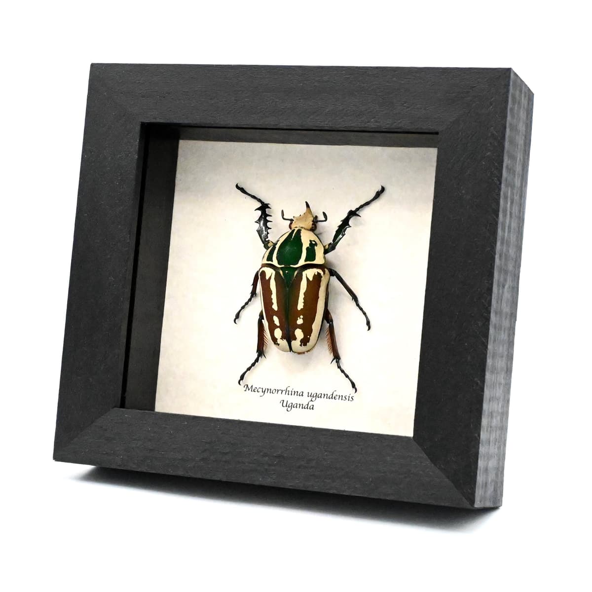 Large Scarab beetle framed taxidermy - Mecynorrhina ugandensis
