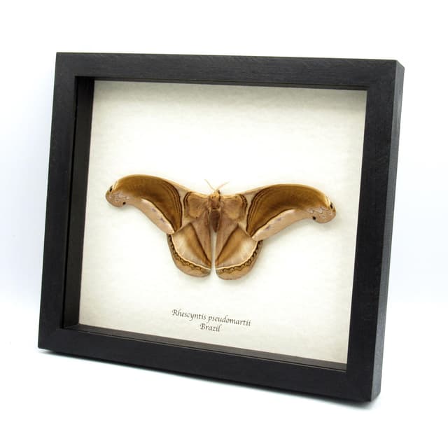 GIANT real Saturn moth framed taxidermy - Rhescyntis pseudomartii - Victorian mount